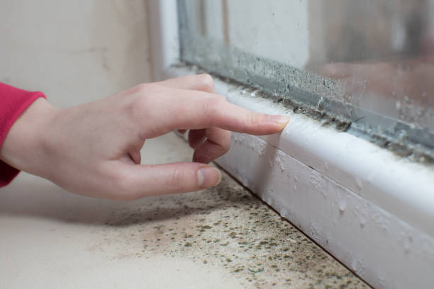 Best Mold-Related Health Consultation  in Keeseville, NY