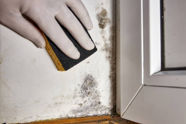 Best Black Mold Removal  in Keeseville, NY