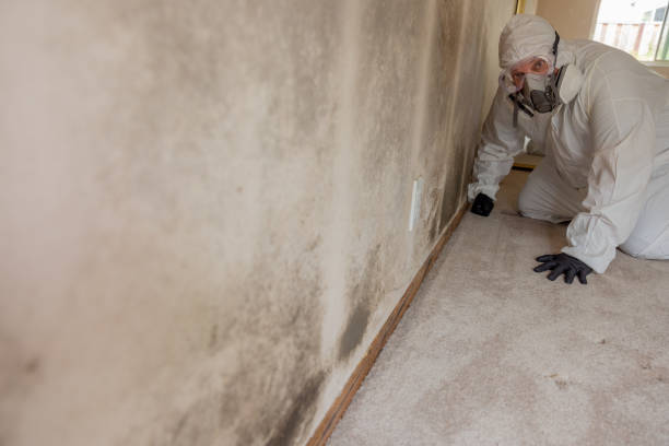  Keeseville, NY Mold Removal Pros